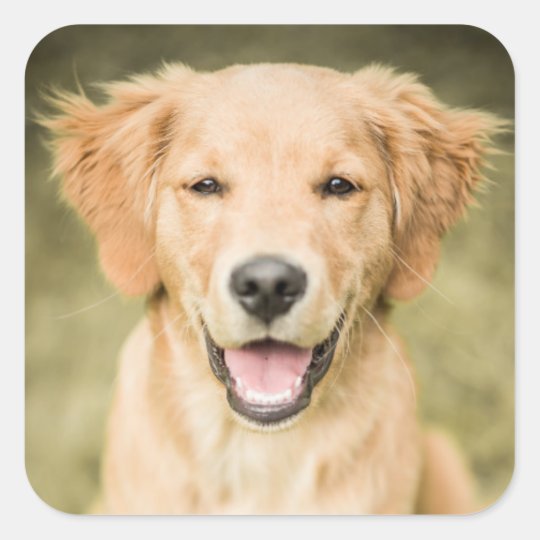 A Portrait Of A Golden Retriever Puppy Square Sticker Zazzle Com