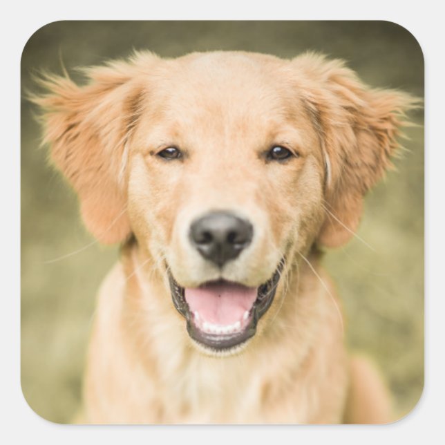 A Portrait Of A Golden Retriever Puppy Square Sticker (Front)