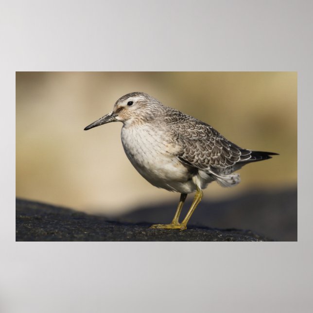 A Portrait Of A Knot Poster (Front)