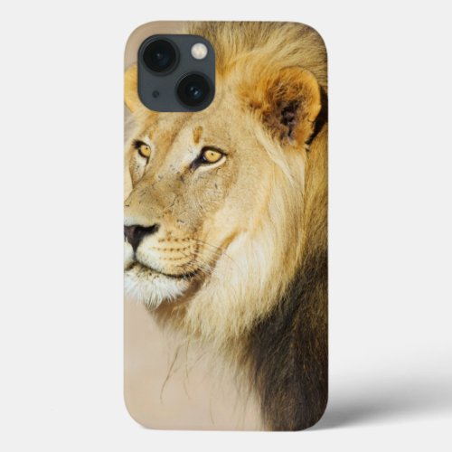 A portrait of a Lion Kgalagadi Transfrontier Park iPhone 13 Case