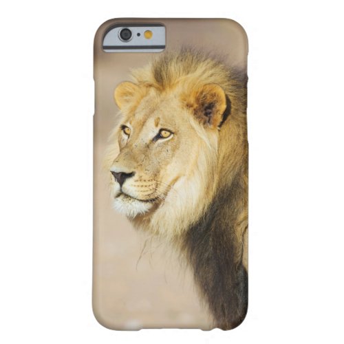 A portrait of a Lion Kgalagadi Transfrontier Park Barely There iPhone 6 Case
