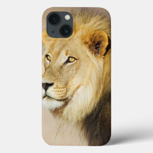 A portrait of a Lion Kgalagadi Transfrontier Park iPhone 13 Case