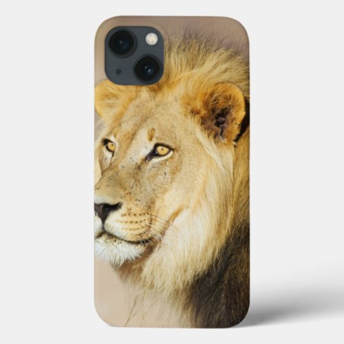 A portrait of a Lion Kgalagadi Transfrontier Park iPhone 13 Case