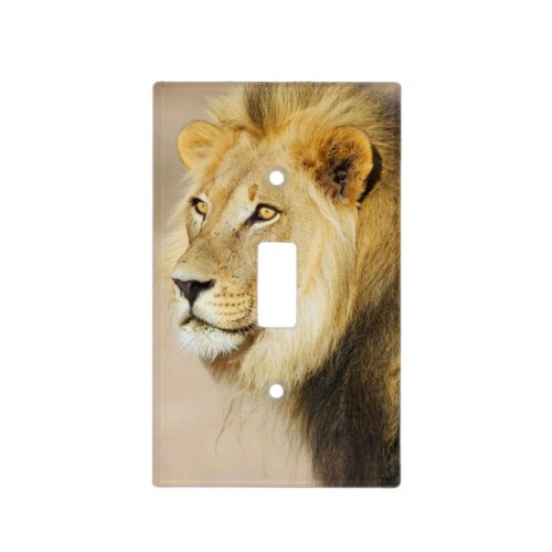 A portrait of a Lion Kgalagadi Transfrontier Park Light Switch Cover