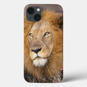 A portrait of a Lion looking into the distance iPhone 13 Case