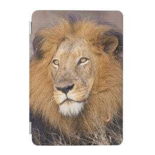 A portrait of a Lion looking into the distance iPad Mini Cover