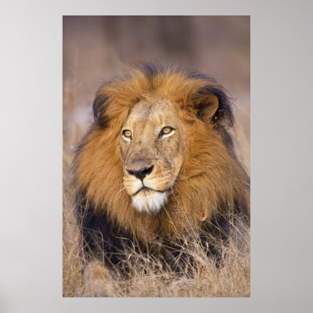 A portrait of a Lion looking into the distance Poster (Front)