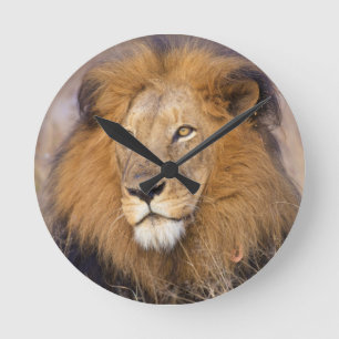 A portrait of a Lion looking into the distance Round Clock