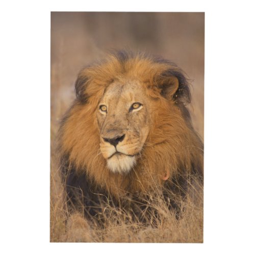 A portrait of a Lion looking into the distance Wood Wall Art