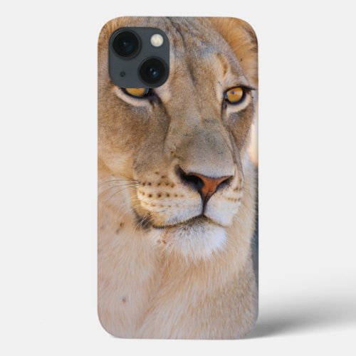 A portrait of a Lioness looking into the distance iPhone 13 Case