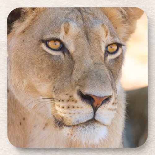 A portrait of a Lioness looking into the distance Drink Coaster