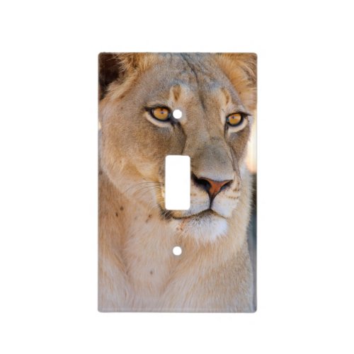 A portrait of a Lioness looking into the distance Light Switch Cover