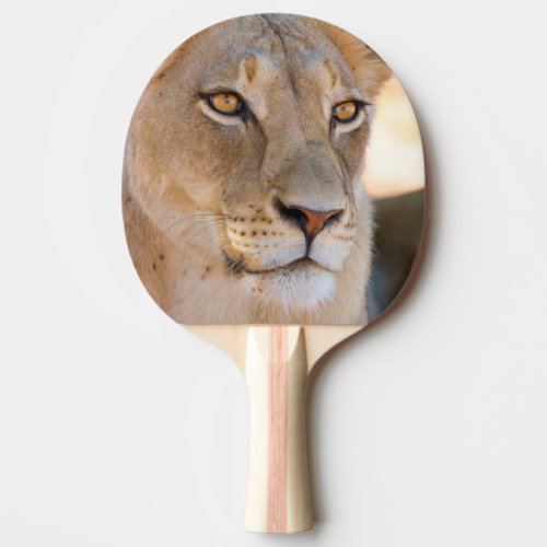 A portrait of a Lioness looking into the distance Ping Pong Paddle