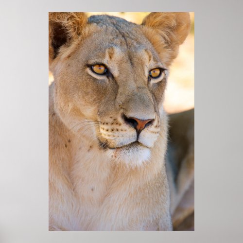 A portrait of a Lioness looking into the distance Poster