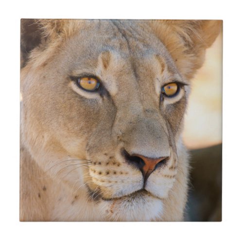 A portrait of a Lioness looking into the distance Tile