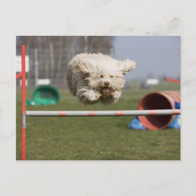 A Portuguese Waterdog jumping over a hurdle Postcard (Front)