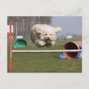 A Portuguese Waterdog jumping over a hurdle Postcard