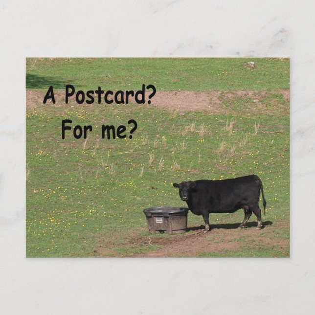 A Postcard? For Me? Postcard (Front)