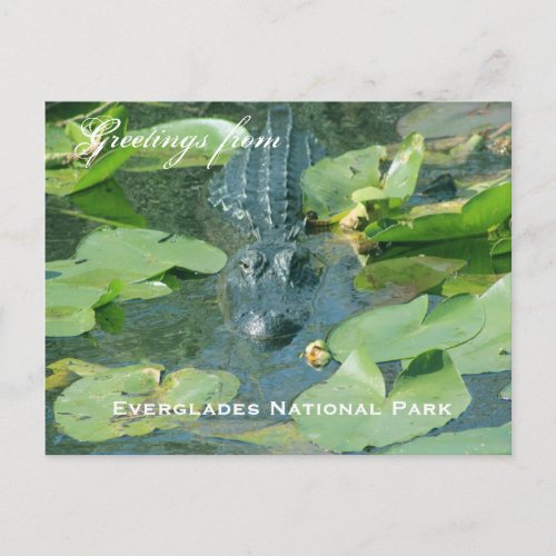 A postcard greeting from Everglades National Park