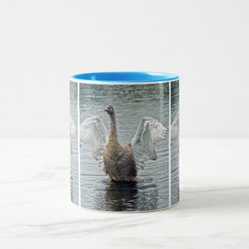 A Preening Mute Swan III Wildlife Photo Two_Tone Coffee Mug