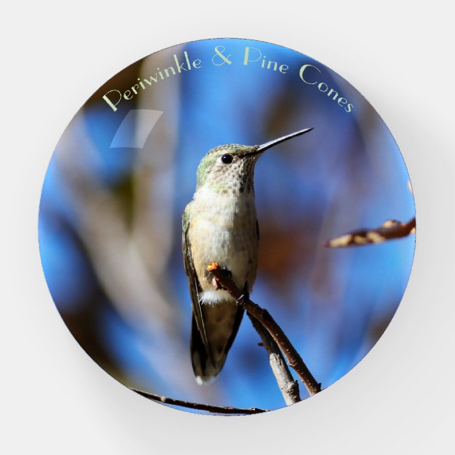A proud hummingbird posing for the camera. paperweight (Front)