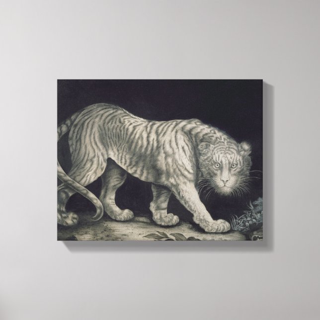 A Prowling Tiger (pencil on paper) Canvas Print (Front)