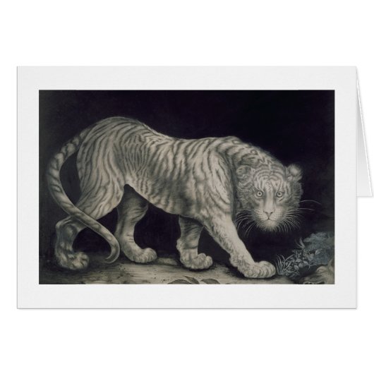 A Prowling Tiger (pencil on paper) Cards (Front Horizontal)