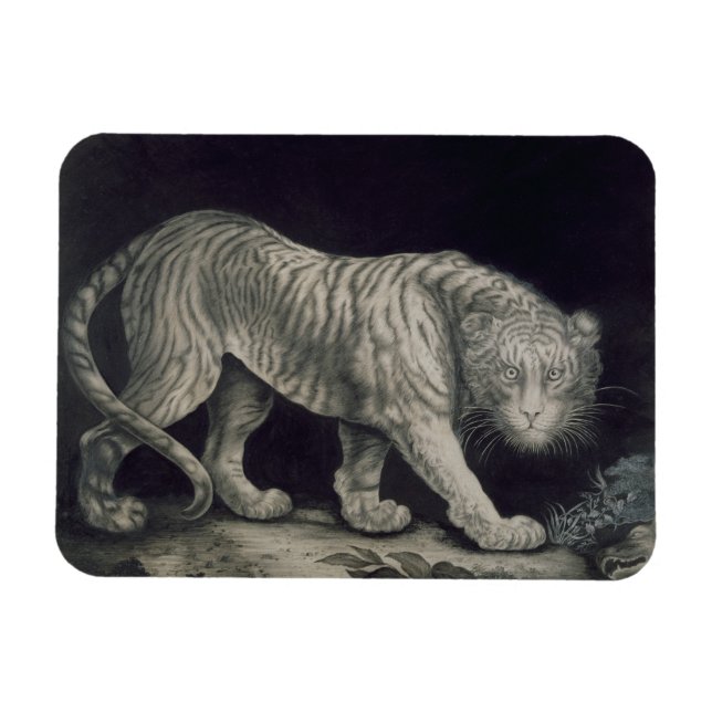 A Prowling Tiger (pencil on paper) Magnet (Horizontal)