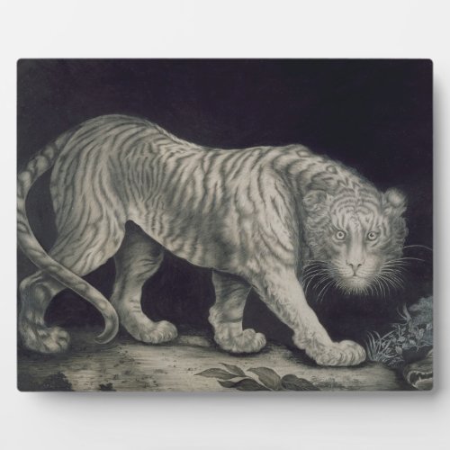 A Prowling Tiger pencil on paper Plaque