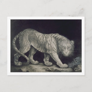 A Prowling Tiger (pencil on paper) Postcard