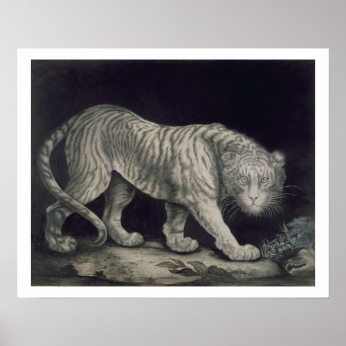 A Prowling Tiger pencil on paper Poster