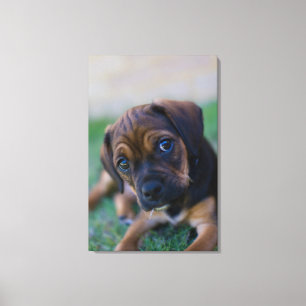 A Pug Cross Beagle Puppy (Puggle) Canvas Print