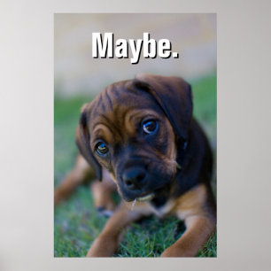 A Pug Cross Beagle Puppy (Puggle) Poster