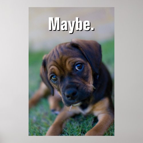 A Pug Cross Beagle Puppy Puggle Poster
