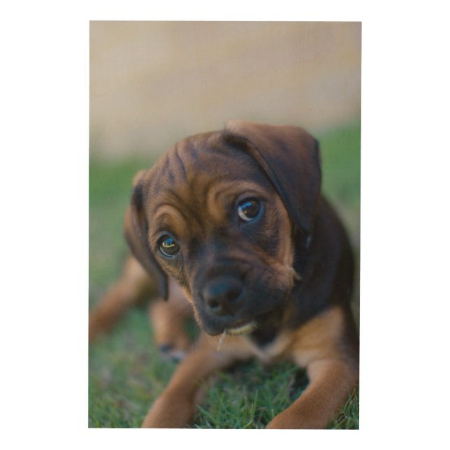 A Pug Cross Beagle Puppy (Puggle) Wood Wall Decor (Front)