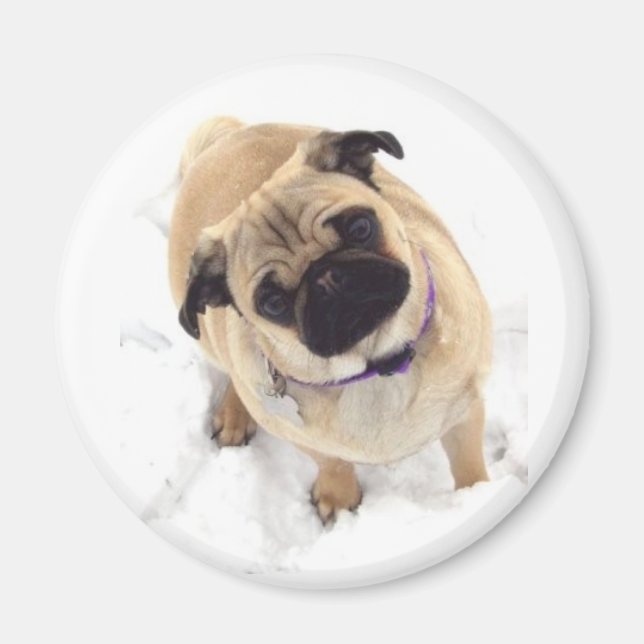 A Pug magnet (Front)