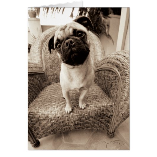 A Pug with its Head Titled to the Side (Front)