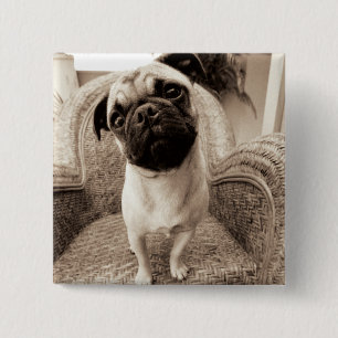 A Pug with its Head Titled to the Side Button