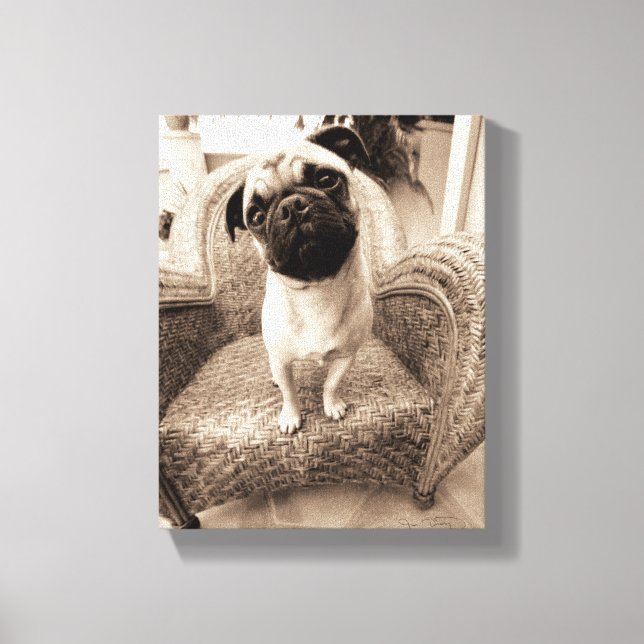 A Pug with its Head Titled to the Side Canvas Print (Front)