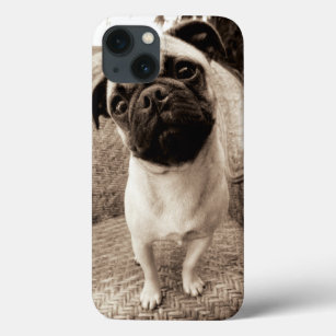 A Pug with its Head Titled to the Side iPhone 13 Case