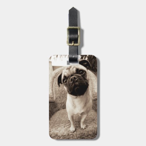 A Pug with its Head Titled to the Side Luggage Tag