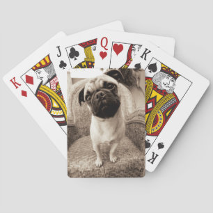 A Pug with its Head Titled to the Side Poker Cards