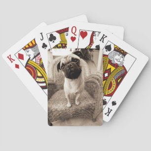 A Pug with its Head Titled to the Side Poker Cards