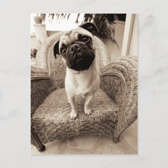 A Pug with its Head Titled to the Side Postcard (Front)