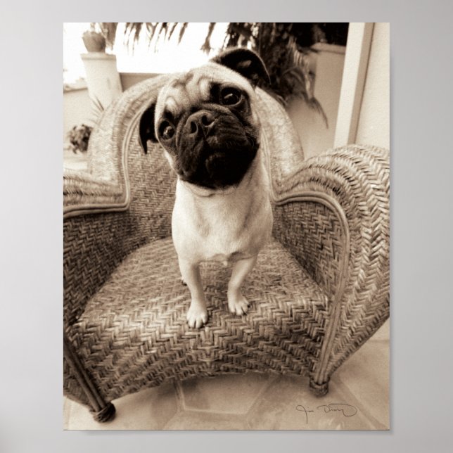 A Pug with its Head Titled to the Side Poster (Front)