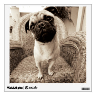 A Pug with its Head Titled to the Side Wall Sticker