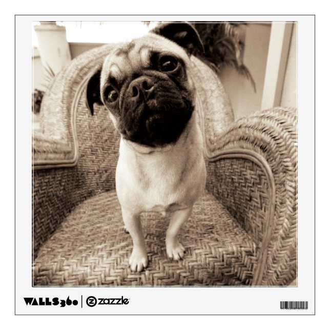 A Pug with its Head Titled to the Side Wall Sticker (Front)