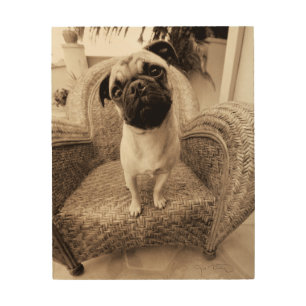 A Pug with its Head Titled to the Side Wood Wall Art