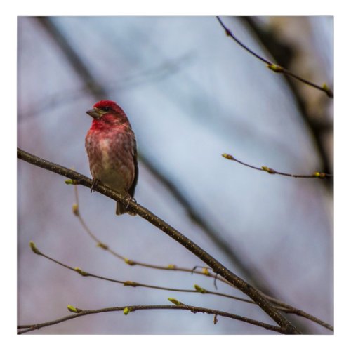 A Purple Finch 12 x 12 Acrylic Wall Art