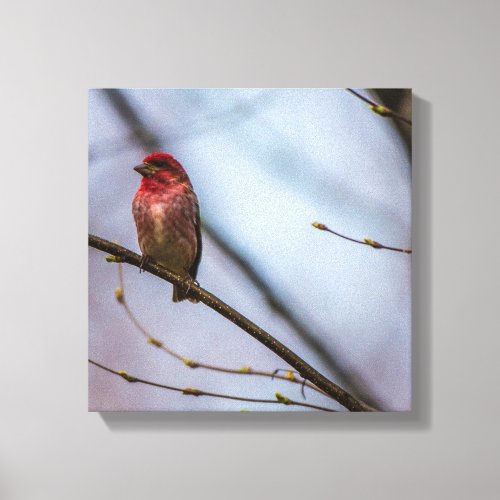 A Purple Finch 12 x 12 Stretched Canvas Print